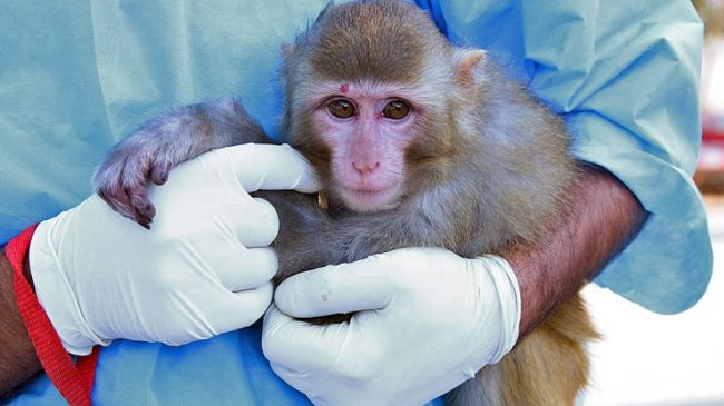 ایران نے دوسری بار خلا میں بندر بھیجا