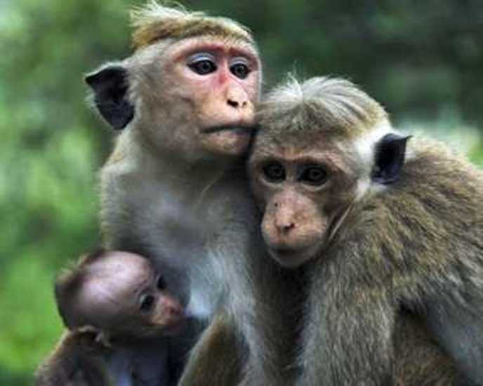 monkey kiss