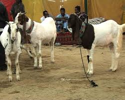 بارش نہ ہونے سے خریف کی فصل بربادی کے دہانے پر