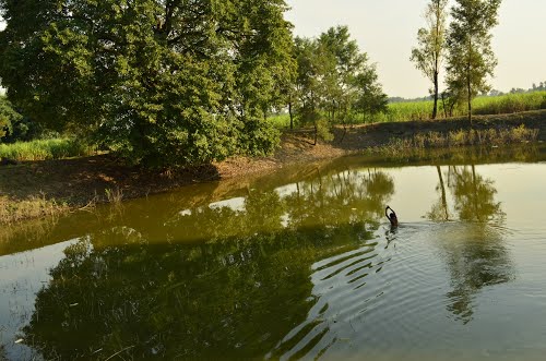 دادری کے متاثرہ کنبہ کے لئے معاوضے پر یو پی سرکار سیاست کررہی ہے : بی جے پی