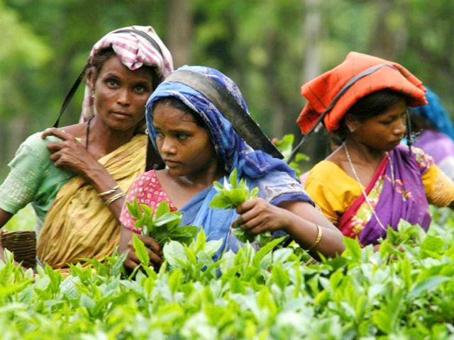 چائے باغات کے مزدور نوٹ بندی کے سبب اجرت سے محروم