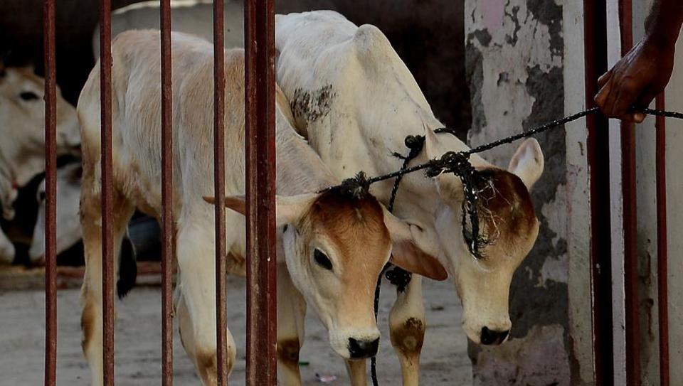 راجستھان ہائی کورٹ نے کہا گائے کو قومی جانور قرار دیا جائے، گوهتيا پر ملے عمر قید