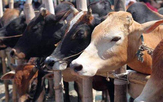 ذبح کے لئے گائے بھینس کی خرید و فروخت پر پابندی