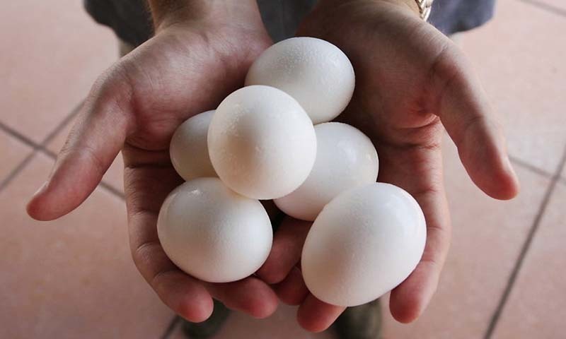 ملک میں انڈوں میں جراثیموں کی موجودگی کا انکشاف