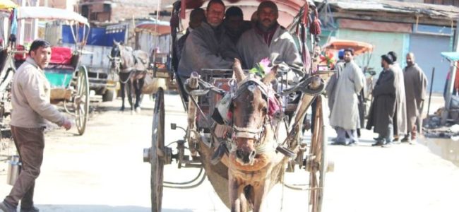 کشمیر میں تانگہ سواری کا کلچر اب بھی زندہ، مگر آخری سانسیں لے رہا ہے
