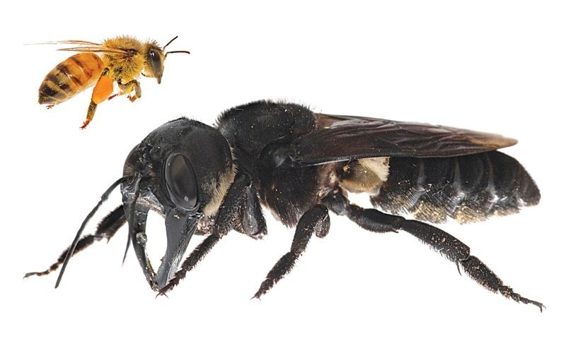 دنیا کی سب سے بڑی مکھی دریافت کرلی گئی