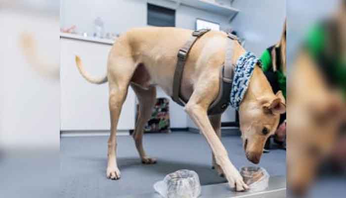 بیلجیئم: اب کتے بتائیں گے کہ کس شخص کو کورونا وائرس ہے