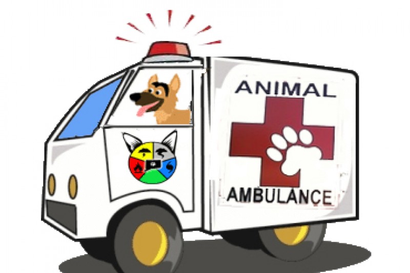 اب جانوروں کے لیے بھی ایمبولینسیں چلیں گی
