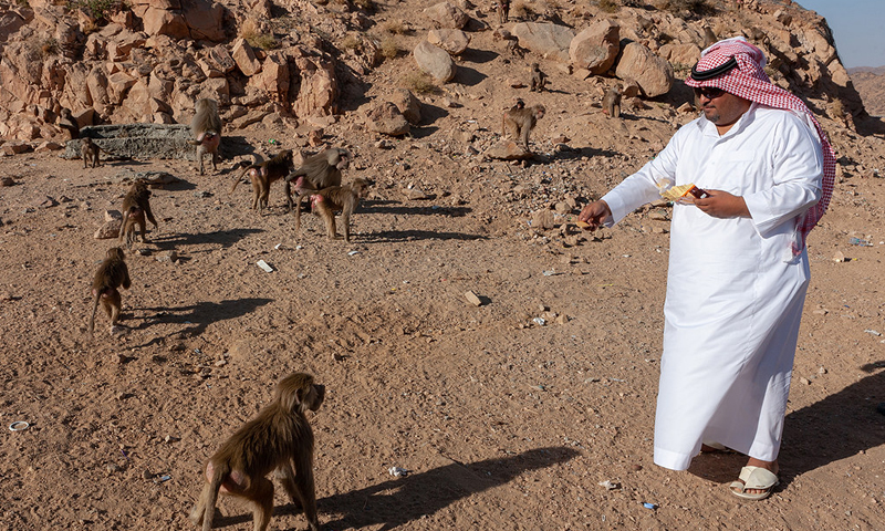 سعودی عرب ،بندروں کو کھانے کی اشیا دینے والوں کو جرمانے ہوں گے
