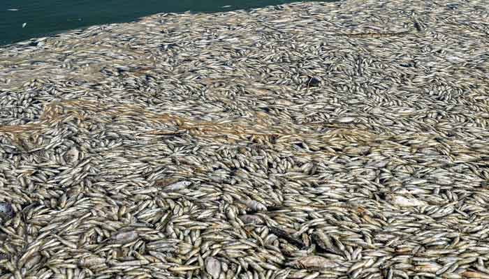 عراق میں لاکھوں مردہ مچھلیاں دریا کنارے پر آگئیں