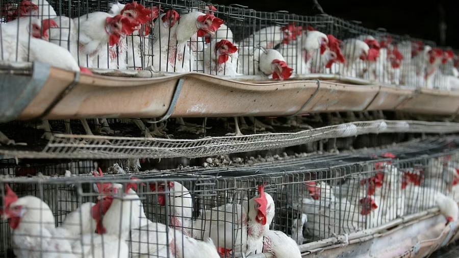 برڈ فلوآسٹریلوی پولٹری فارم میں پھیل گیا،مرغیاں مرنے لگیں