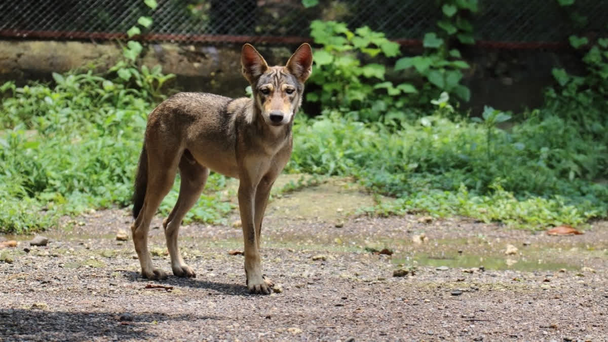 نیپال کے بعد اب فرانس میں آشوب، پر تشدد مظاہروں کا آغاز