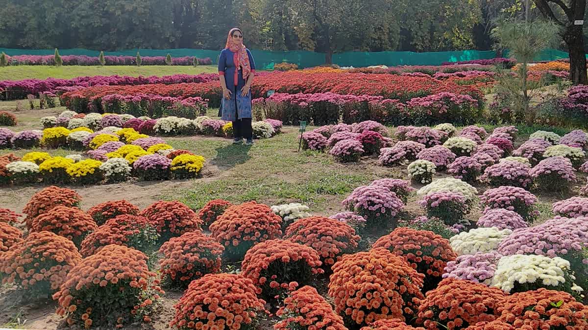 کشمیر کے ’باغ گل داؤد‘ نے خزاں میں بکھرے رنگ