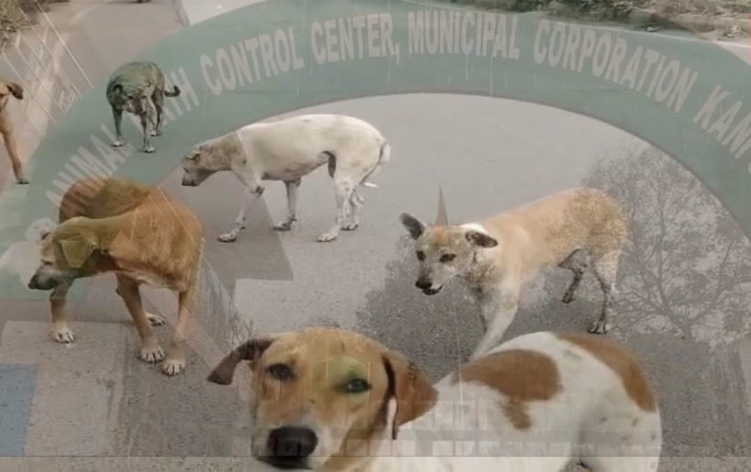 کانپور کے آوارہ اور خطرناک کتوں کو ملے گی عمر قید، جانیں میونسپل کارپوریشن کا منصوبہ
