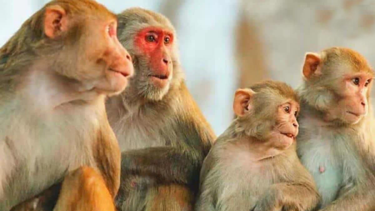 وزن کم کرنے والی ادویہ کے غیر محتاط استعمال سے سنگین طبی پیچیدگیوں کا خطرہ